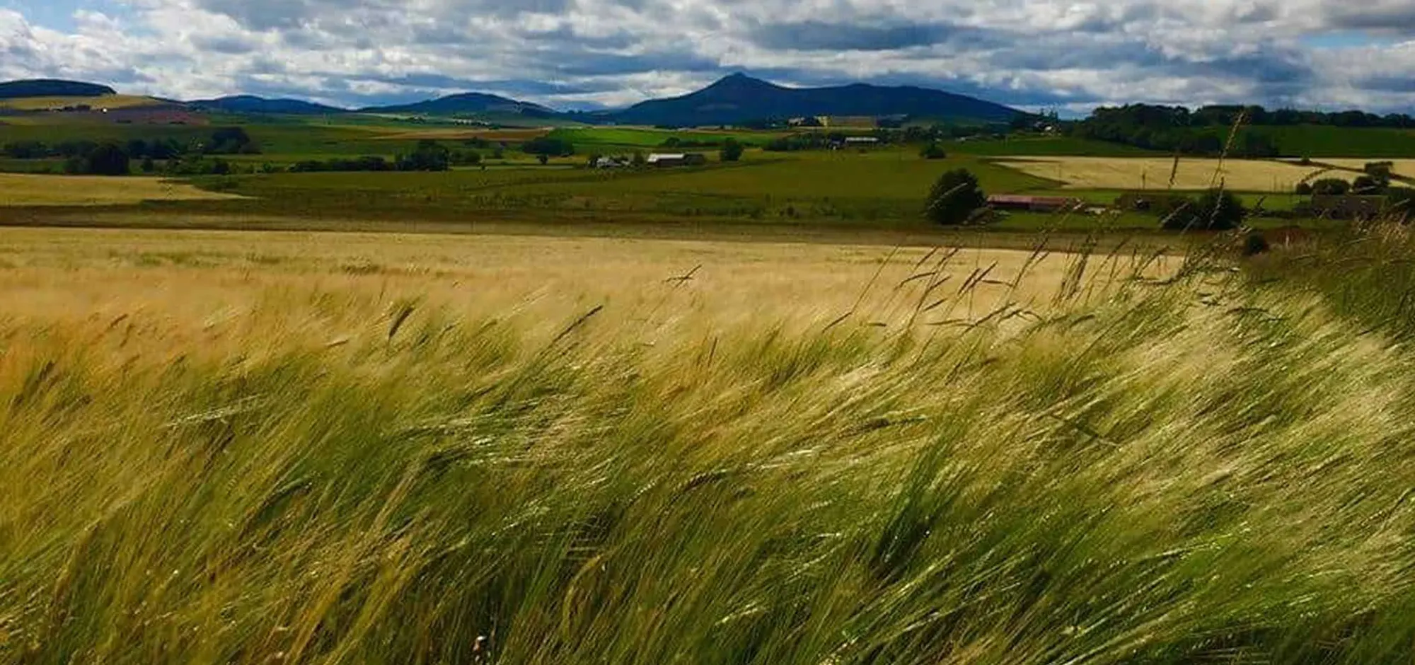 Barley fields in Aberdeenshire